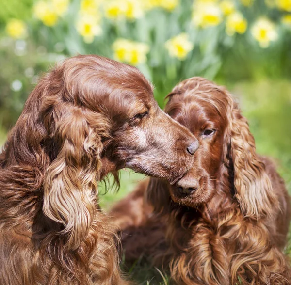 かわいい幸せな犬は彼の友人とキス ペットの愛 関係の概念 背景には春の花 — ストック写真