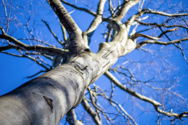 Árbol Sin Hojas Sobre Fondo Azul Del Cielo Cambio Climático — Foto de Stock