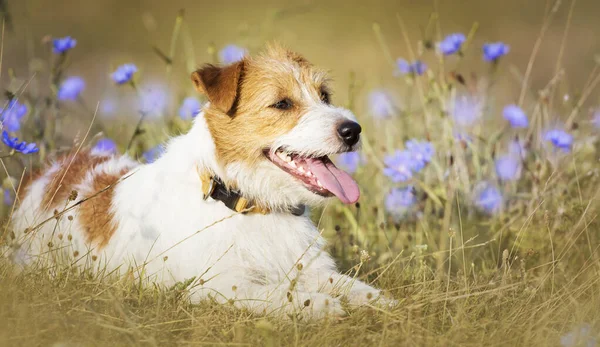 Glad Söt Hund Valp Flämtande Ler Gräset Med Blommor Våren — Stockfoto
