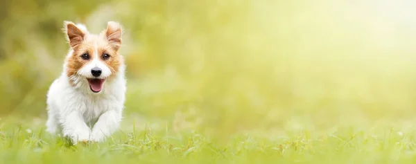 Милі Щасливі Пухнасті Активні Собаки Бігають Траві Банер Навчання Слухняності — стокове фото