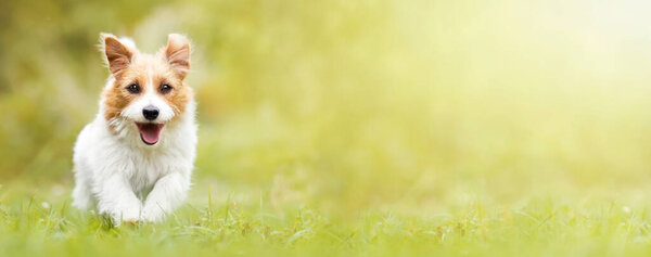 Cute Happy Fluffy Active Pet Dog Running Walking Grass Puppy — Stock Photo, Image
