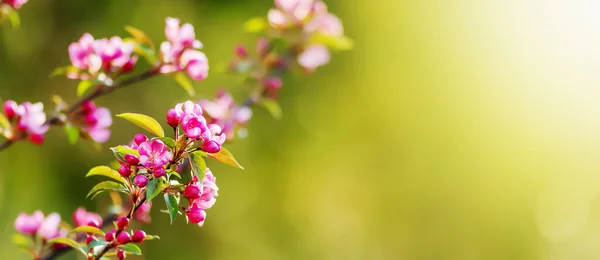 Rosa Blommande Äppelträd Blommor Grön Bakgrund Våren Framåt Våren Påsk — Stockfoto