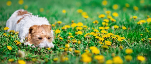 Τεμπέλης Χαριτωμένο Σκυλί Συντροφιάς Ανάπαυσης Χαλαρώνοντας Στο Γρασίδι Λουλούδια Blowball — Φωτογραφία Αρχείου