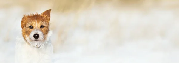 Banner Komik Sevimli Tüylü Jack Russell Evcil Köpek Yavrusunun Arka — Stok fotoğraf