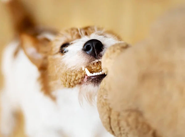 Игривая Активная Гиперактивная Энергичная Собака Щенок Тянет Играет Жует Игрушку — стоковое фото
