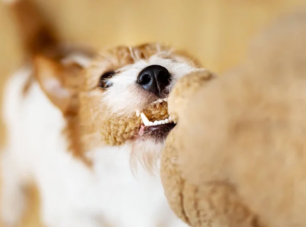 Playful Active Hyperactive High Energy Pet Dog Puppy Pulling Playing — Stock Photo, Image