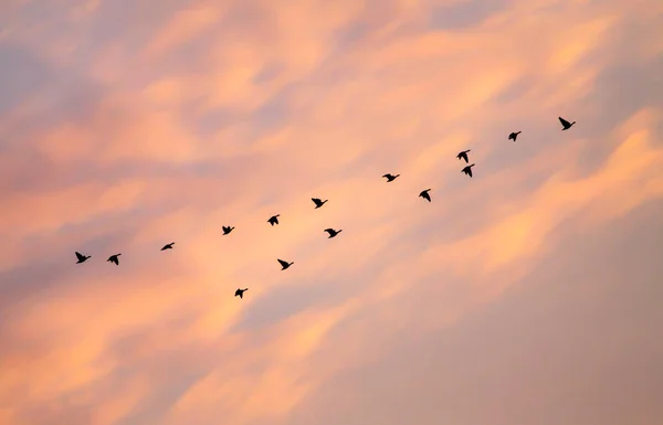 Aves Migratórias Voando Céu Por Sol Nuvens Fundo — Fotografia de Stock