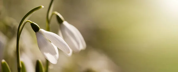 Gyönyörű Fehér Hóvirág Tavaszi Elülső Banner — Stock Fotó
