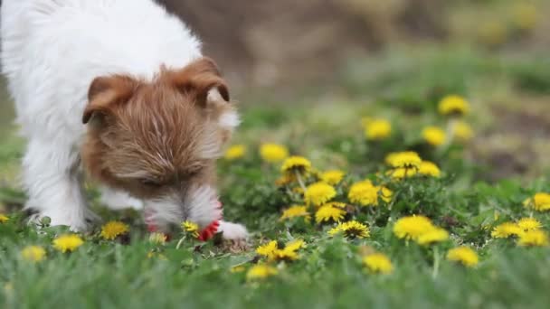 Cute Szczęśliwy Zabawny Pies Zabawny Szczeniak Gra Zabawką Trawie Kwiatami — Wideo stockowe