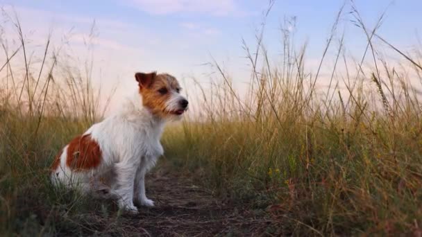 Niedliche Keuchende Fröhliche Ruhige Hundewelpen Sitzen Wiesengras Und Hören Entspannungskonzept — Stockvideo