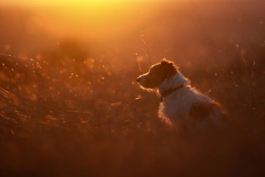 Güzel köpek gün ışığında çimenlerde oturuyor. Gün batımı, gün doğumu doğa arka planı.
