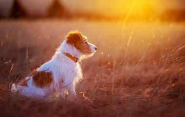 Güzel mutlu köpek gün batımında çayırda oturuyor. Yürüyüş, evcil hayvanla yürüyüş..