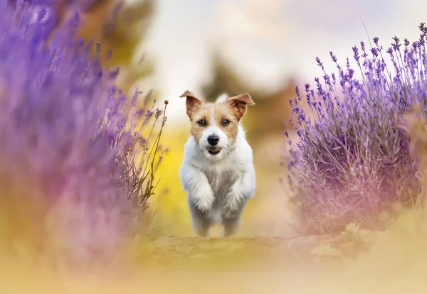 Lekfull Glad Sällskapsdjur Hund Valp Som Springer Lavendel Blomma Fält — Stockfoto