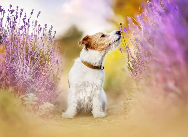 Schöne Glückliche Haustier Hund Duftenden Blumen Lila Lavendel Kräuterfeld Summa — Stockfoto