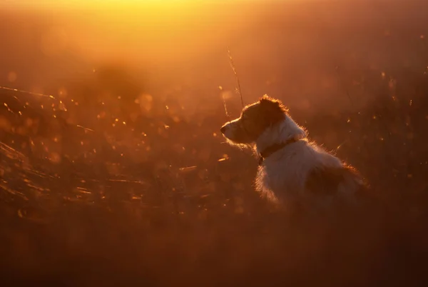 Vacker Hund Som Sitter Solljusgräset Solnedgång Soluppgång Utomhus Natur Bakgrund — Stockfoto