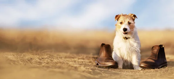 Слухняний Навчений Щасливий Собака Чекає Траві Взуттям Навчання Цуценяти Трюк — стокове фото