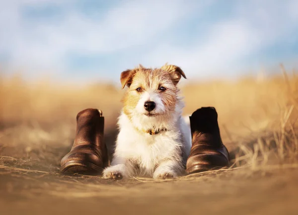 Obedient Trained Happy Dog Waiting Grass Shoes Pet Training Hiking — Stock Photo, Image