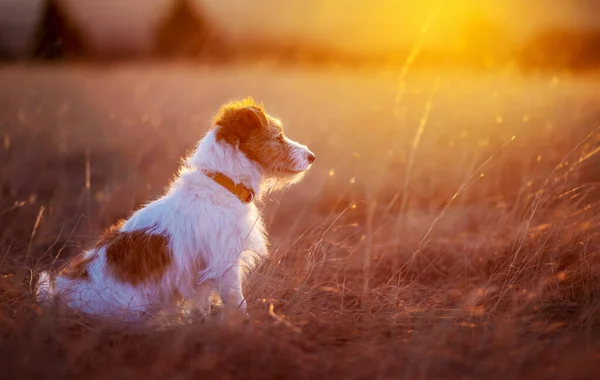 Schöner Glücklicher Hund Der Wiesengras Sonnenuntergang Sitzt Wandern Wandern Mit — Stockfoto