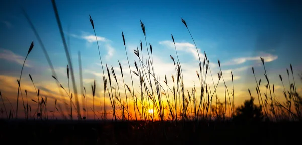 Hermoso Campo Hierba Panorámica Fondo Del Cielo Sunset Sunrise Landscape —  Fotos de Stock