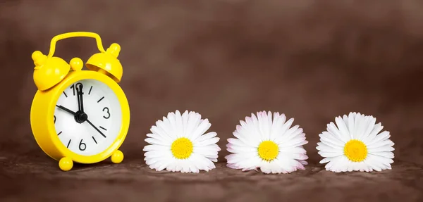 Daisy Květiny Žluté Hodiny Hnědém Pozadí Denní Úspora Času Jarní — Stock fotografie