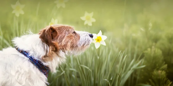 Nettes Glückliches Haustier Hund Riecht Osternarzissenblume Frühling — Stockfoto