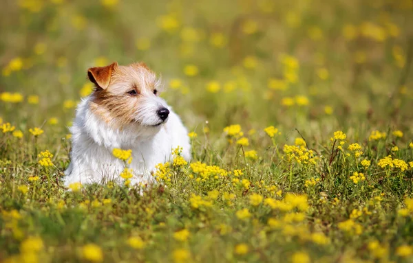 Glad Söt Sällskapsdjur Hund Väntar Gräset Med Gula Blommor Våren — Stockfoto