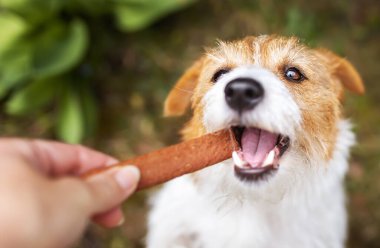 Sağlıklı bir köpek yavrusuna diş bakımı yapıyorum. Diş temizleme plaketi, hayvan bakımı afişi..