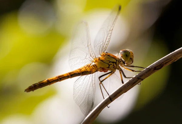 Insect Dragonfly Macro Close Spring Summer Nature Wildlife Background — стоковое фото