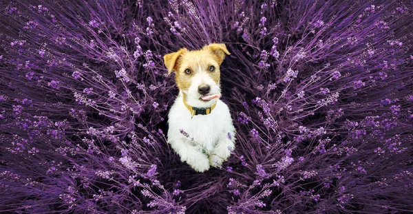 Cute Funny Pet Dog Puppy Begging Licking Mouth Lavender Flower — Photo