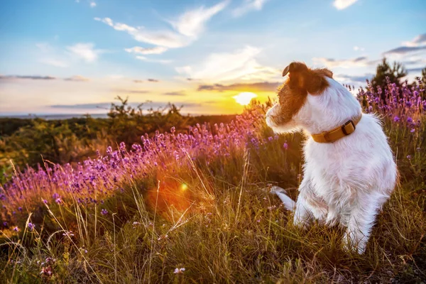 Söt Glad Jack Russell Sällskapsdjur Hund Valp Sitter Lavendel Blomma — Stockfoto