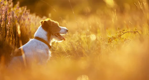 Flämtande Glad Sällskapsdjur Hund Sitter Soligt Gyllene Gräs Sommaren Naturbanderoll — Stockfoto