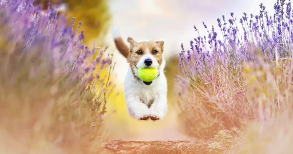 Игровой Счастливый Домашний Пёс Прыгает Лавандовом Поле Мячом Летом Щенячий — стоковое фото