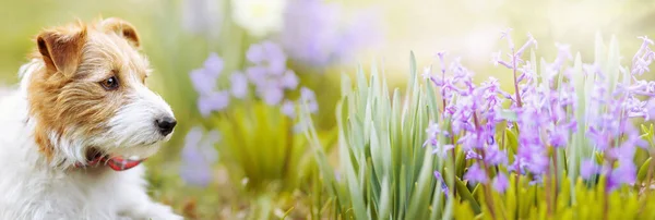 Friska Sällskapsdjur Hund Lyssnar Blommaträdgården Våren Sommarfanan — Stockfoto