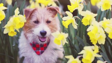 Mutlu sevimli köpek yavrusu gülümsüyor, nergis çiçekleri içinde nefes nefese. Bahar, Paskalya, yaz veya anneler günü geçmişi.