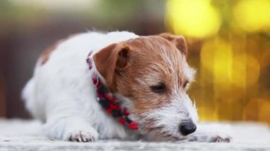 Cute jack russell terrier pet dog puppy smelling, sniffing, feel scent on the ground