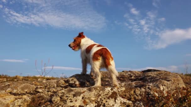 Obediente Perro Sano Feliz Pie Escuchando Sentado Una Roca Caminata — Vídeos de Stock