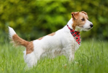 Eğitimli mutlu Jack Russell Terrier köpeği bekliyor, çimleri dinliyor. Yavru köpek itaat eğitimi aldı..
