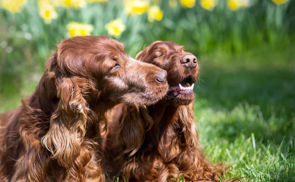 Cão Velho Bonito Beijando Seu Amigo Feliz Amor Animal Estimação — Fotografia de Stock