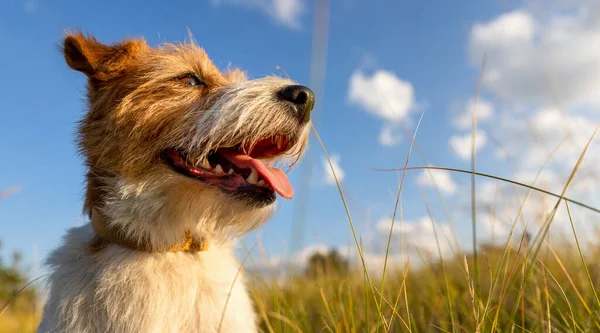 Banner Happy Panting Dog Summer Meadow Grass Sky Background Hiking — Stock Photo, Image