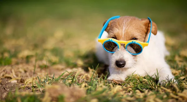Lustig Hundvalp Solglasögon Sommar Sällskapsdjur Banner — Stockfoto