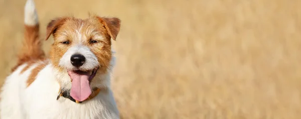 Panting dog banner in summer. Walking in hot weather, climate change, global warm concept.