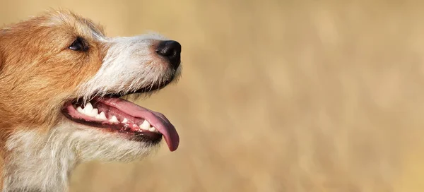 Panting dog in summer. Dental pet care, teeth banner with copy space.