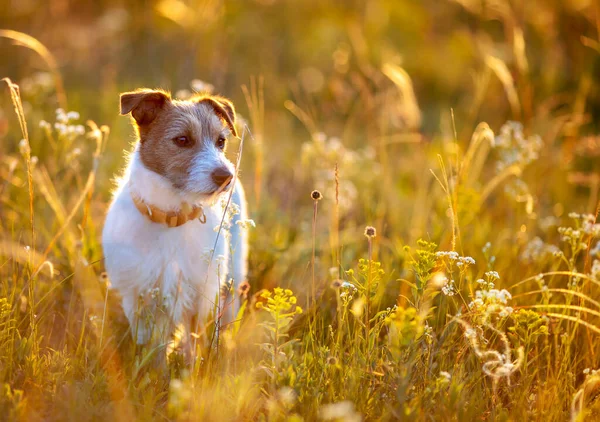 Jack Russell Terrier Feliz Perro Desatado Esperando Hierba Dorada Verano — Foto de Stock