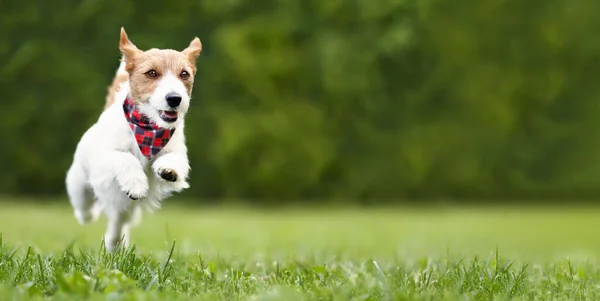 Активний Грайливий Здоровий Щасливий Собака Бігає Парку Навчає Цуценя Банер — стокове фото