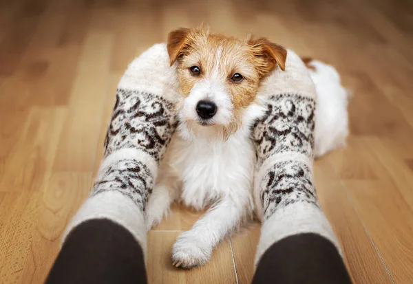 Small breed cute jack russell terrier dog looking, relaxing between owner's legs at home. Relationship, friendship of human and animal, pet love and care