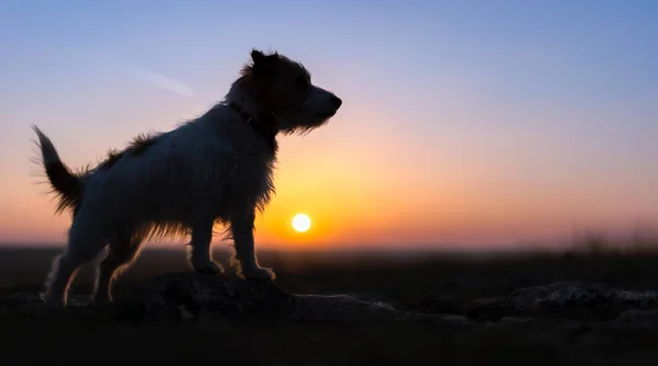 Silhouette of a fluffy happy pet dog in nature. Summer sunset, sunrise landscape banner.