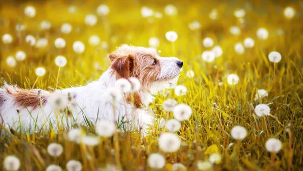 Szczęśliwy Zdrowy Biały Mały Pies Rasy Domowych Patrząc Trawie Kwiatów — Zdjęcie stockowe