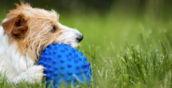 Playful Happy Cute Dog Puppy Chewing Playing Toy Ball Grass — Stock Photo, Image