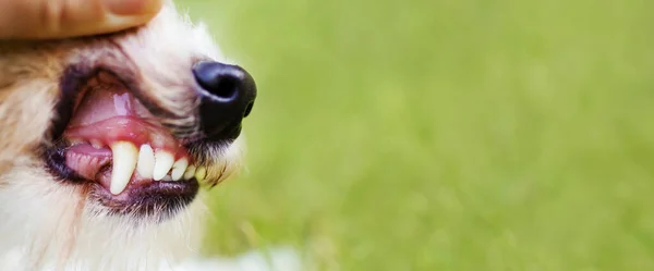 Überprüfung Eines Gesunden Hundes Zähne Zahnbelag Reinigen Zahnstein Vorbeugen Haustierzahnpflege — Stockfoto