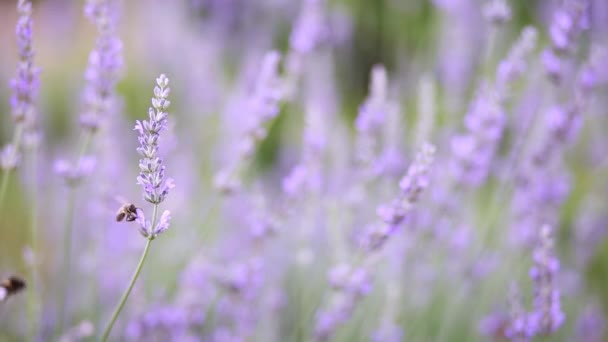 Lavendel Blomma Vinden Med Ett Fungerande Honungsbi Lavendel Ört Fält — Stockvideo
